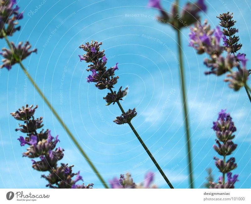 Li La Vendel Lavender Clouds Blade of grass Blur Worm's-eye view Light blue Grass Ecological Pure Field Airy Bee Flower Violet Bumble bee Collection Search