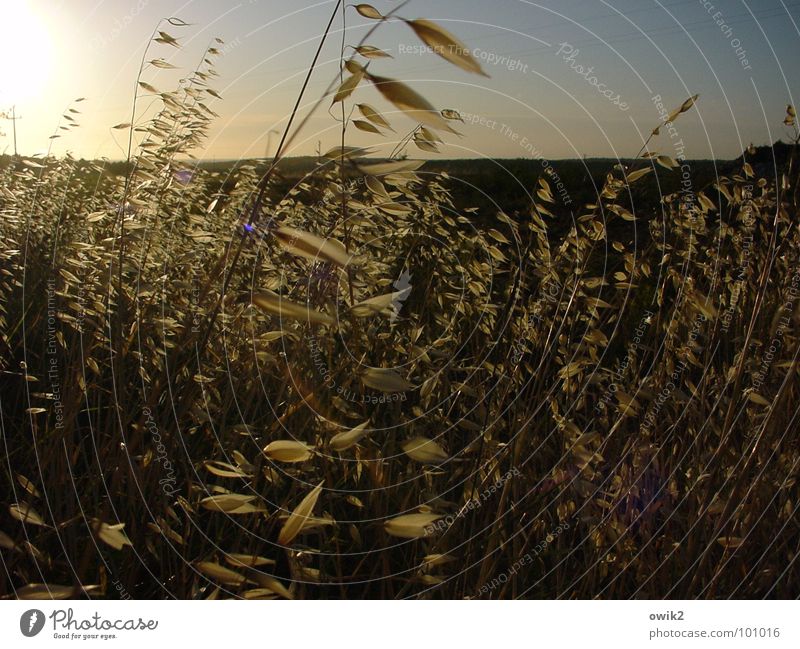 Straws in the wind Light Back-light Lighting Illuminate Back draft Blown away Movement Oats Blade of grass Horizon Evening Closing time Summer