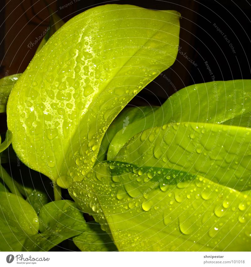 tri tra dripner vol. 2 Green Square Wet Damp Fluid Near Dark Harmonious Botany Pastel tone Light Spring Refraction Physics Macro (Extreme close-up) Close-up