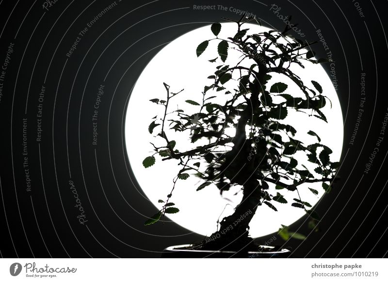 Bonsai Tomodachi Plant Tree Leaf Foliage plant Blossoming Growth Dark Silhouette Asia Japanese Bonsar Full  moon Botany Black & white photo Subdued colour