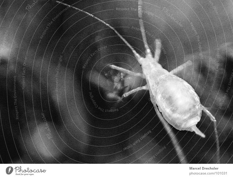 Lice Helga Isopod Greenfly Black White Gray Microscopic Small Diminutive Insect Blur Disgust Black & white photo Macro (Extreme close-up) Close-up grain miko