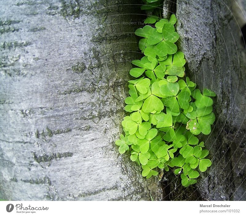 Wood Sorrel in the Furrow Clover Green Tree Tree bark Spacing Gray Plant Spring Beautiful Room Column Nature Happy optimistic optimism