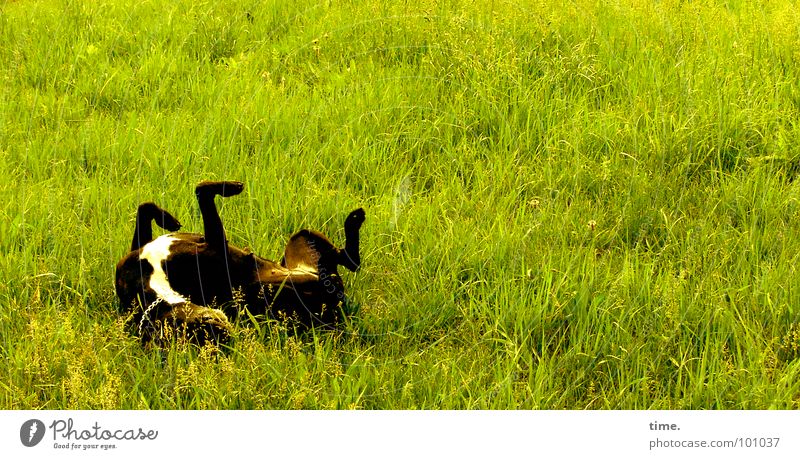 Performing Wellness Colour photo Exterior shot Day Joy Well-being Leisure and hobbies Garden Back Stomach Legs Grass Park Meadow Traffic infrastructure Dog Paw