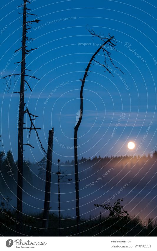 moonrise over lantjärnet Landscape Sky Moon Full  moon Tree Forest Blue Loneliness Experience Climate Calm Transience Sweden Colour photo Subdued colour