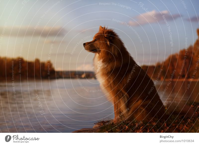 sunset Water Sky Clouds Sunrise Sunset Autumn Vienna Animal Pet Dog 1 Relaxation Subdued colour Exterior shot Deserted Twilight Animal portrait Profile