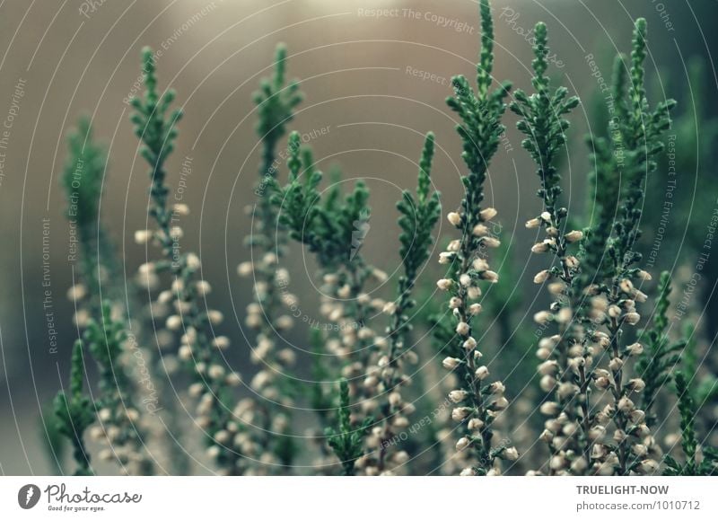 Snow heath (erica carnea) 1 Nature Plant Winter Bad weather Rain Leaf Blossom Foliage plant Pot plant Flowering plant winter heath Garden Dark Simple Natural