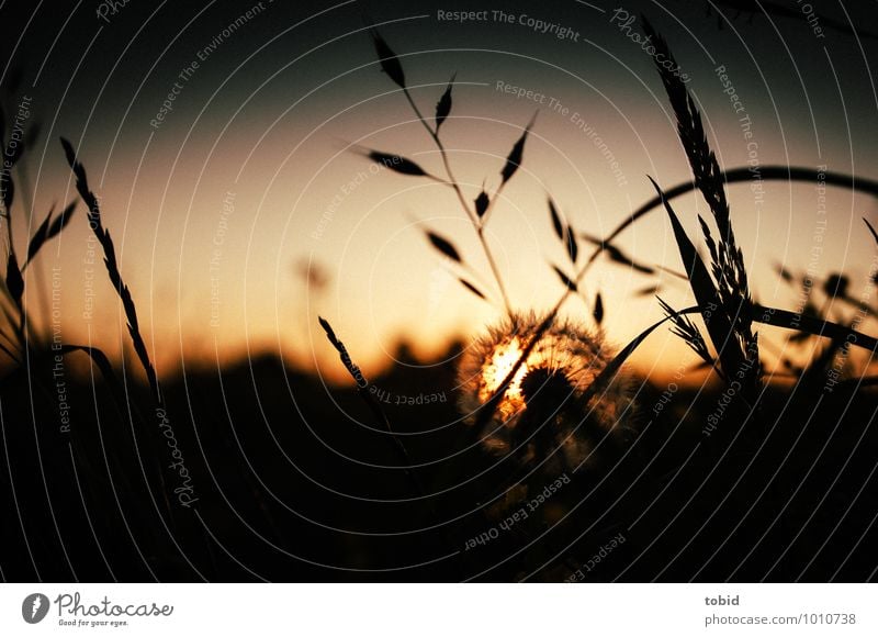 summertime Nature Landscape Plant Sky Cloudless sky Horizon Sun Summer Beautiful weather Bushes Dandelion Meadow Field Blossoming Illuminate Elegant Bright