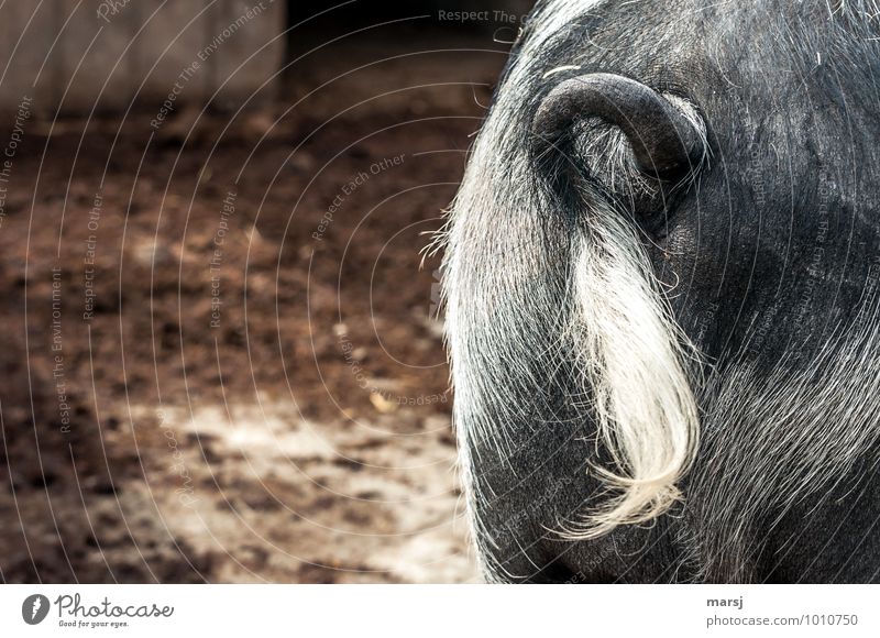 I'm curling up. Animal Farm animal Swine Tails 1 Hang Authentic Simple Inhibition Disgust Irritation Hair Whorl curly tail within the pig Hind quarters Bristles