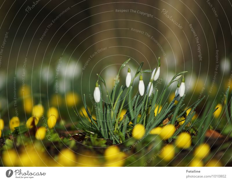 Soon it will be spring again! Environment Nature Landscape Plant Spring Beautiful weather Flower Blossom Garden Park Bright Small Yellow Green White Snowdrop