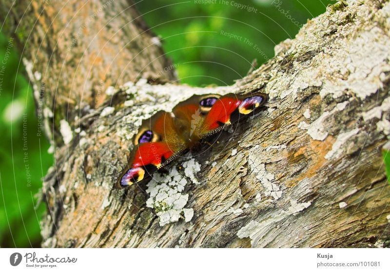 Peacock Butterfly Peacock butterfly Small Insect Pattern Colouring Red Tree Tree bark Animal Beautiful Easy Ease Wing Wood grain Bundle Sit Wait Flying fly away