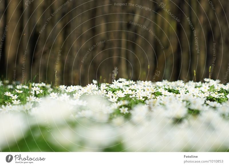 Sea of anemones Environment Nature Plant Spring Beautiful weather Tree Flower Park Forest Bright Natural Brown Green White Wood anemone Spring flowering plant