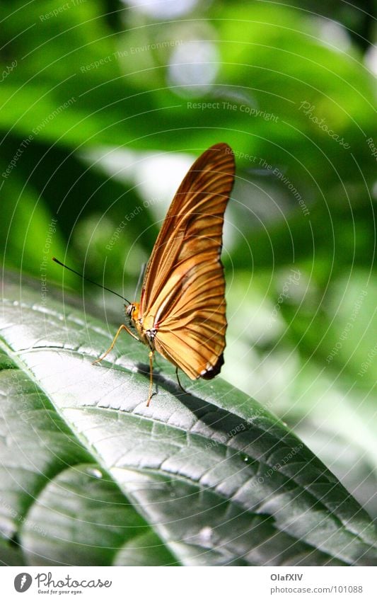 tropics Butterfly Green Depth of field Leaf Blur Calm Serene Light Feeler Virgin forest Beautiful Contentment Warmth Shadow Sit Feet Wing Colour