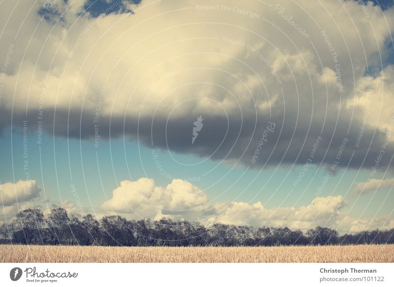 Back then, the sky was still blue. Cornfield Wheat Barley Rye Field Tree Bushes Horizon Environment Nature Jump Summer Clouds Bad weather Rain Bleached Yellowed