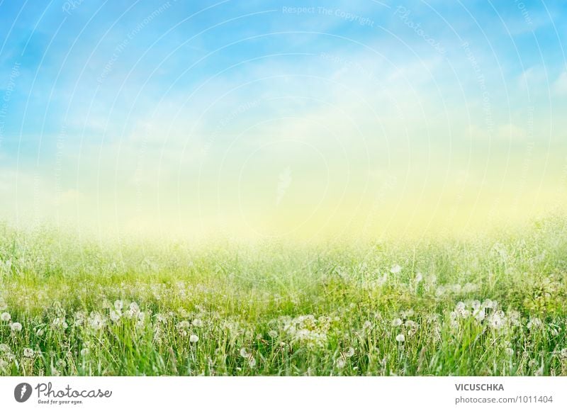 Meadow with white Lowenzahn flowers Design Garden Environment Nature Sky Spring Summer Beautiful weather Flower Park Field Jump Dandelion White Summer's day