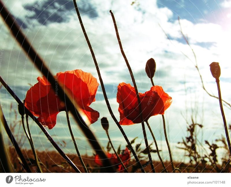 dreamlover Poppy Flower Plant Field Clouds Blossom Red Green White Dream Heavenly Beautiful Summer Dresden Riesa Sky Nature Sun Blue Earth lilies Great spring