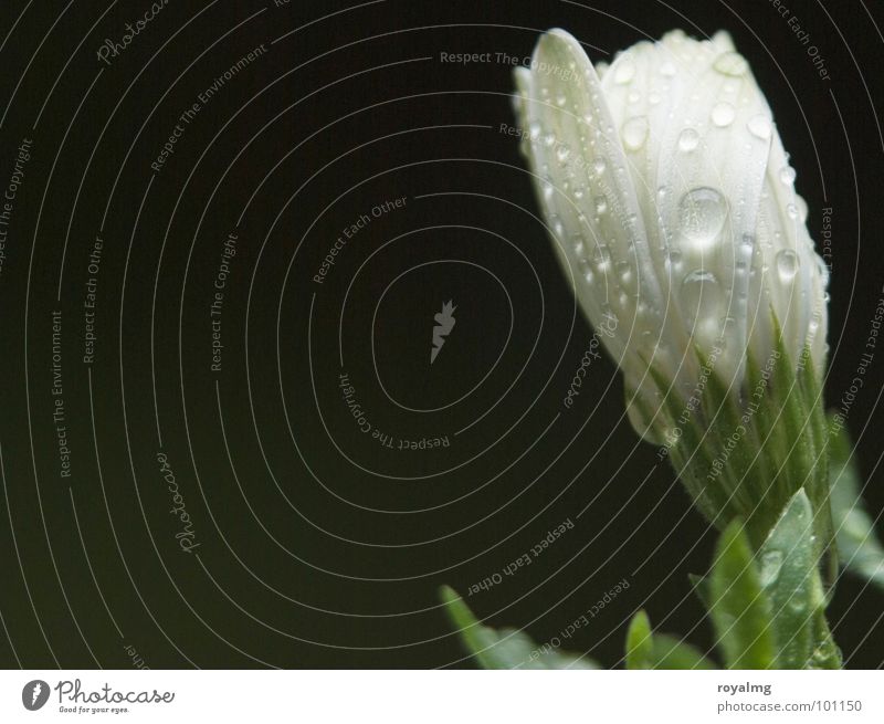 summer rain Rain Flower White Spring Macro (Extreme close-up) Close-up Drops of water Structures and shapes Bud Contrast Nature