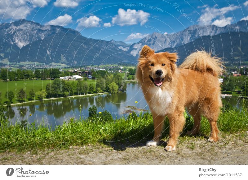 Ritzensee, Saalfelden Nature Landscape Water Sky Clouds Summer Beautiful weather Animal Pet Dog 1 To enjoy Looking Vacation & Travel Colour photo Multicoloured