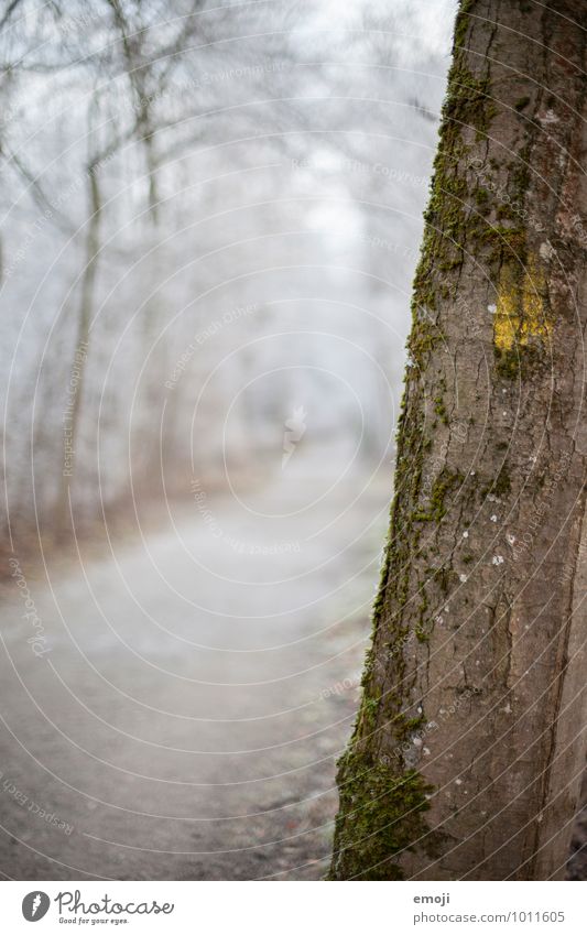 Quiet. Environment Nature Landscape Winter Ice Frost Snow Tree Forest Sustainability Natural Tree trunk Colour photo Exterior shot Close-up Deserted Day