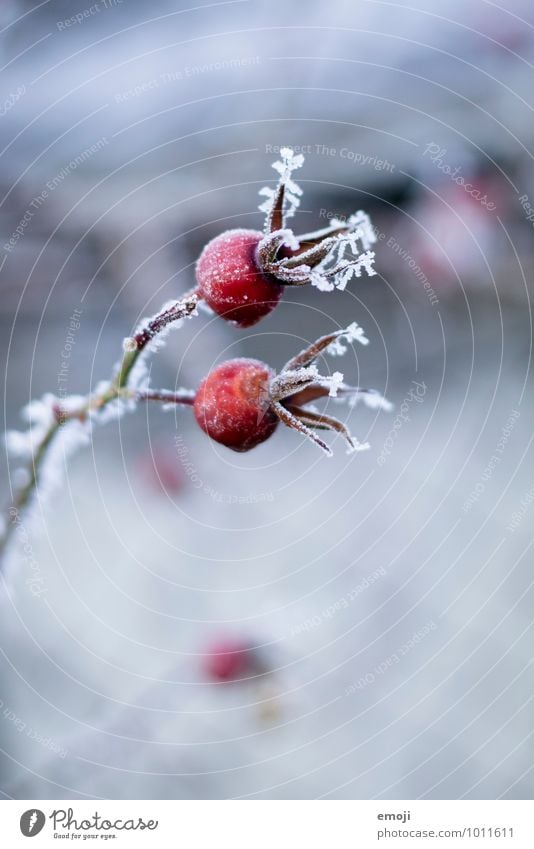 rose hip Environment Nature Landscape Plant Winter Ice Frost Snow Flower Cold Natural Blue Red Rose hip Colour photo Exterior shot Close-up