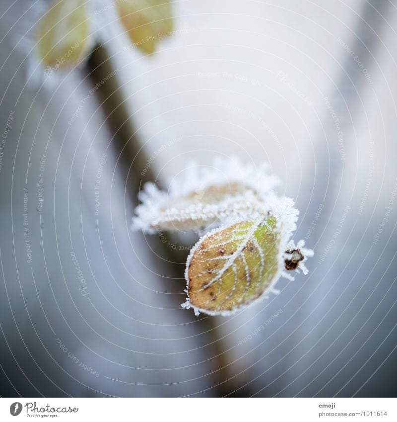 frost Environment Nature Plant Winter Ice Frost Leaf Cold White Colour photo Exterior shot Close-up Macro (Extreme close-up) Deserted Day Shallow depth of field