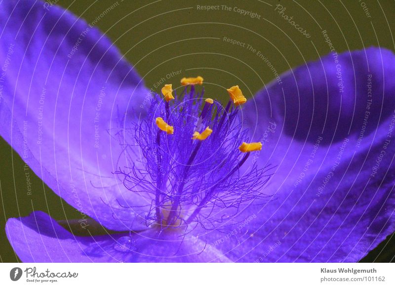 Flower of a tradescantia in blue, with yellow pollen Blossom Contrast Stamen Macro (Extreme close-up) Yellow pretty Ornamental plant Spring Summer Harmonious