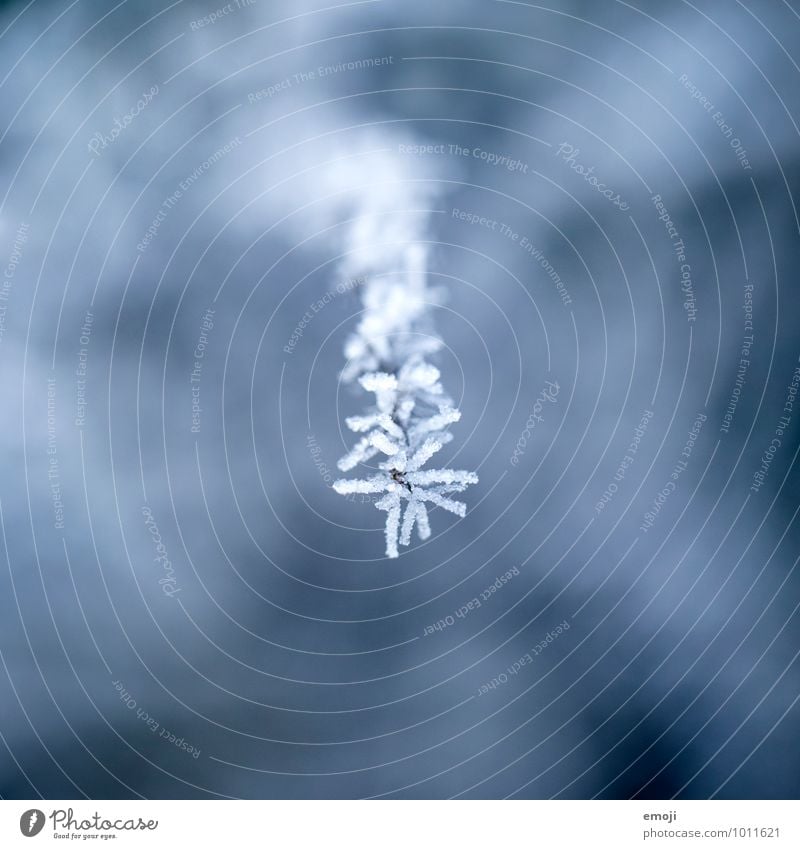 natural art Environment Nature Plant Winter Ice Frost Snow Snowfall Flower Cold Blue Colour photo Exterior shot Close-up Detail Macro (Extreme close-up)