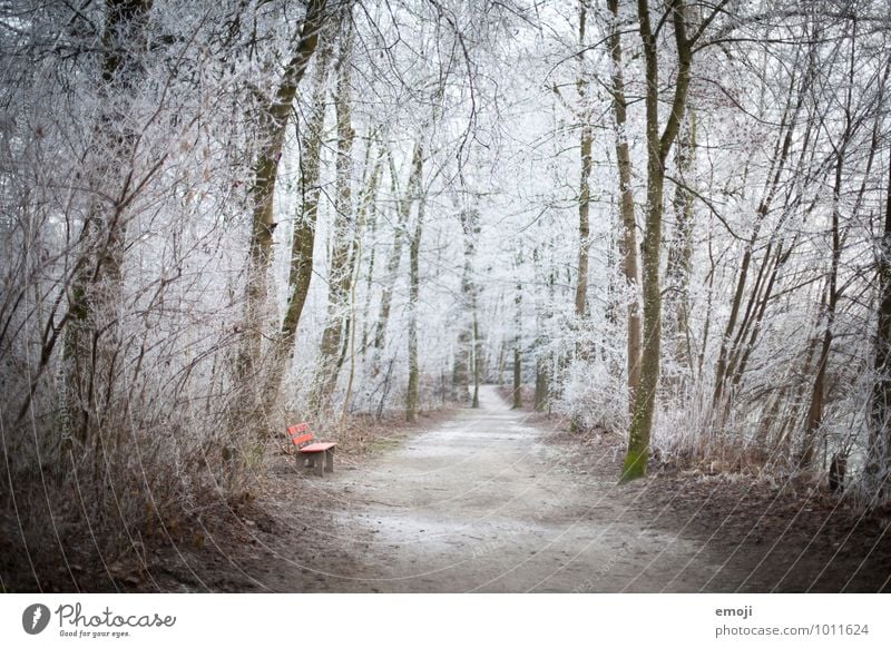 Frost Forest Environment Nature Landscape Winter Ice Tree Exceptional Cold Natural White Bench Colour photo Exterior shot Deserted Day Shallow depth of field