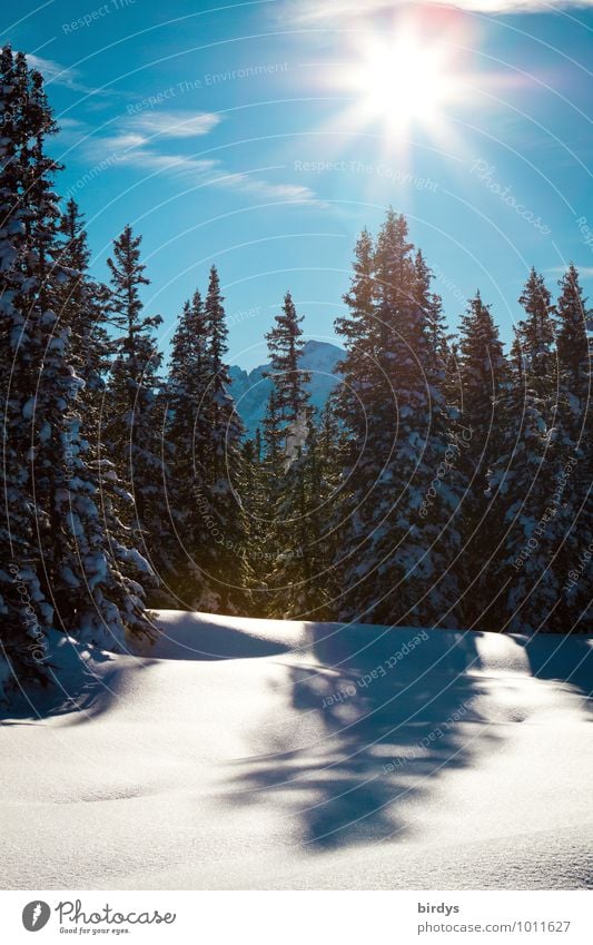 winter Nature Landscape Sky Cloudless sky Sun Sunlight Winter Beautiful weather Snow Fir tree Forest Mountain Illuminate Esthetic Friendliness Fresh Bright