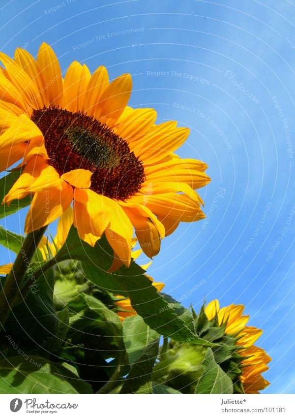 summer Sunflower Green Against Plant Sky Beautiful Flower Summer Blue sun