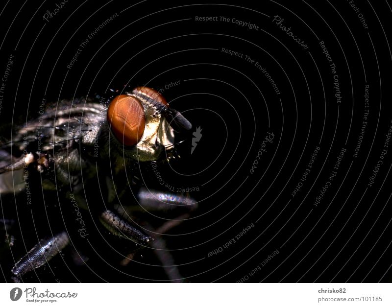 Sarcophaga Carnaria (meat fly) Flesh fly Glittering Glimmer Barbed hook Compound eye Red Gray White Black Large Insect Blossom Flower Grass Tree Meadow Field