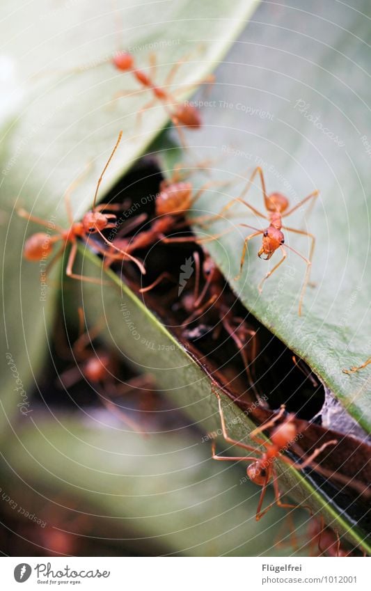 Busy tree ants Group of animals Observe Attack Pair of pliers Insect Ant Build Connect Nature Sri Lanka Asia Leaf Tree Nest Many Red Colour photo Exterior shot