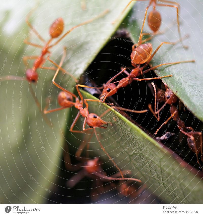 Together Flock Hang Climbing Ant Sri Lanka Tree Leaf Insect Bite Red Dangerous Nest Ant-hill Legs Body Strong Power Many Colour photo Macro (Extreme close-up)