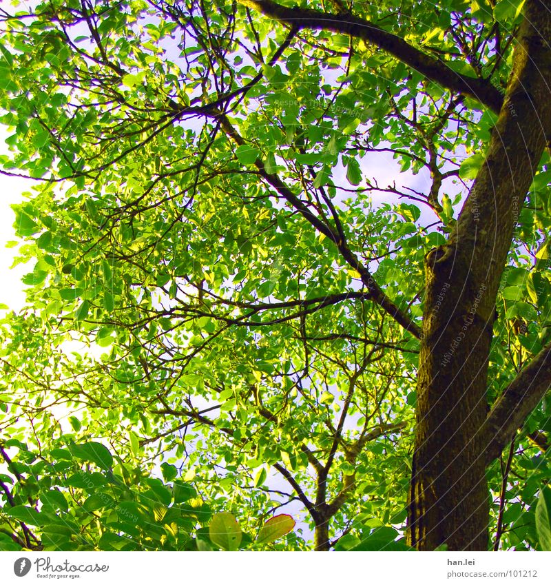 Under the tree Summer Tree Leaf Park Forest Brown Green Treetop tree lily Branch sea of leaves no sky reversing carriage full-fat Colour photo Day