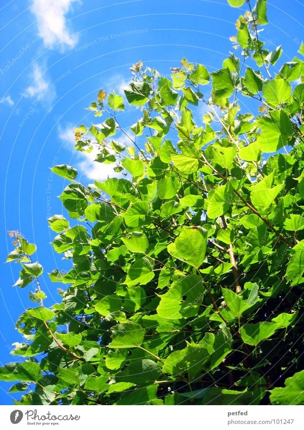 In the Garden of Eden V Tree Green Summer Spring Mount Eden Deities Yellow Clouds Blue Sky Branch Tree trunk Weather God Joy Nature