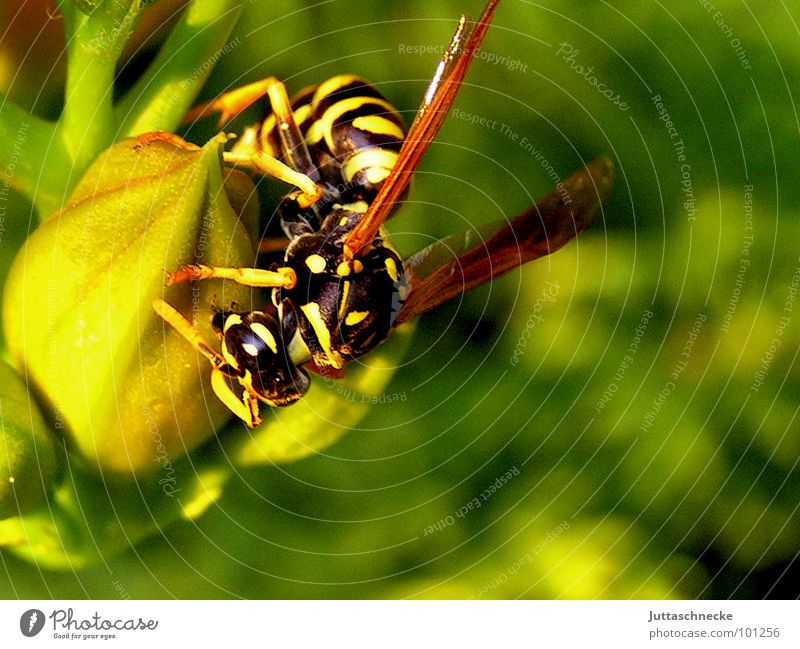 Fast food? Wasps Insect Pierce Dangerous Yellow Black Nature Macro (Extreme close-up) Summer Flower Blossom Green Crawl Panic Fear Close-up wasp insects Garden