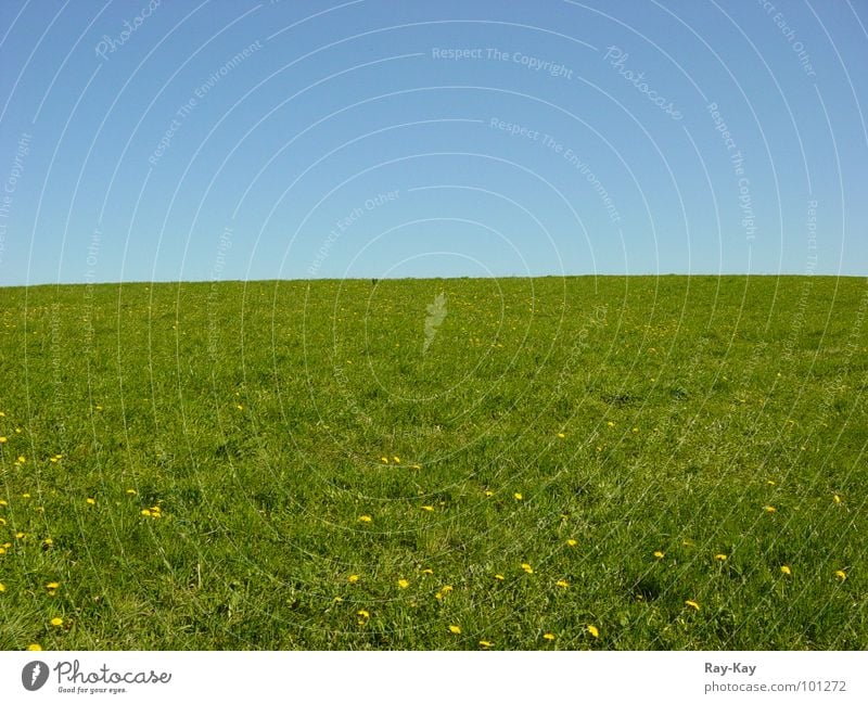 On the edge of the horizon Meadow Horizon Grass Green Beautiful Sky Nature Landscape Blue