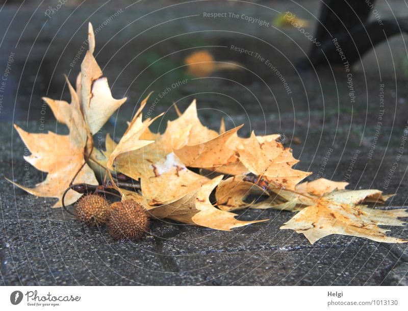 Lost power. Nature Plant Autumn Leaf Wild plant American Sycamore Seed head Lanes & trails Lie To dry up Old Authentic Uniqueness Natural Brown Yellow Gray