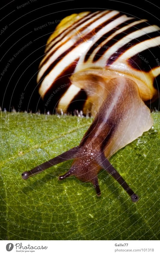 Leaf creeper I House (Residential Structure) Glittering Feeler Animal Slimy Spiral Bobbin Torso Snail shell Soft Mucus Tentacle Striped Macro (Extreme close-up)