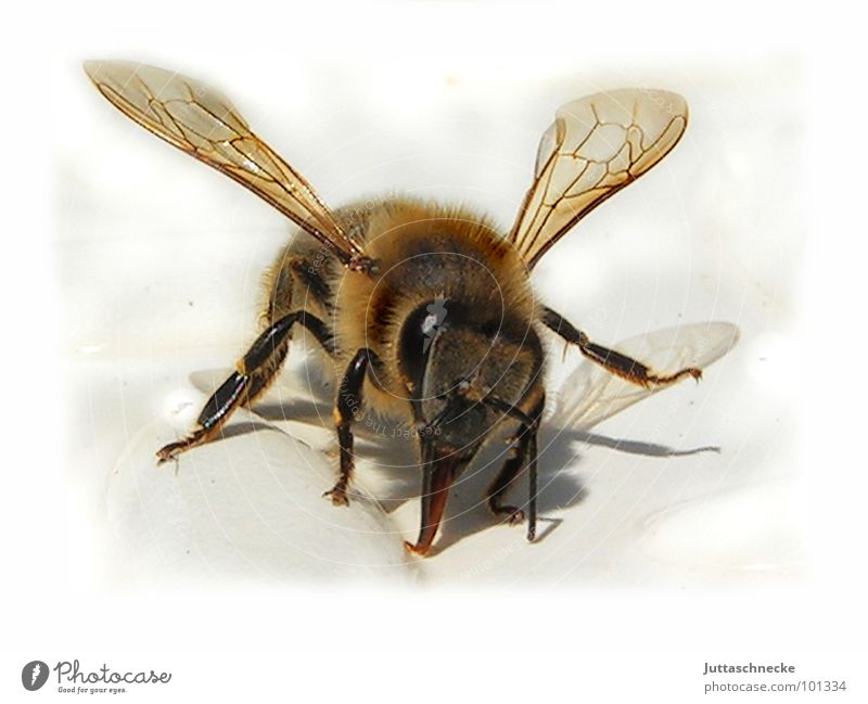 cuddle Bee Insect Cuddly Soft Macro (Extreme close-up) Pierce Thirsty Hot Summer Honey Sweet Sincere Drinking Trunk Fear Panic bees insects fluffy Flying Garden