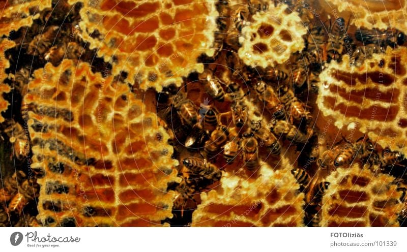 Worker state Bee Honey Yellow Beehive Working man Work and employment Sweet Honey-comb Nest Stripe Judder Insect Crawl Pollen Sporting event Competition bees