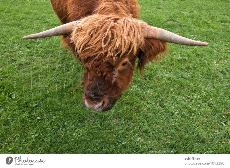 Mama Blondie Animal Farm animal Cow Animal face Zoo 1 Brown Green Grass Grass surface Highland cattle Bullock Antlers Blonde Wig Bird's-eye view Dangerous