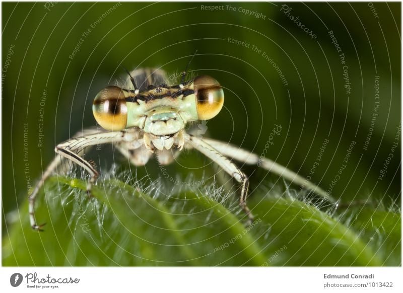 dragonfly Wild animal Stripe Observe Threat Uniqueness Rebellious Green Grouchy Animosity Aggression Exterior shot Macro (Extreme close-up) Copy Space right