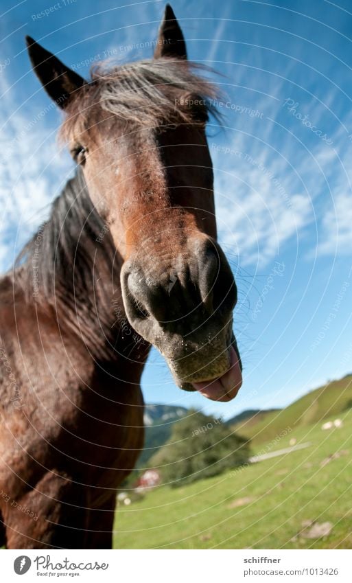 Ew - Lent! Animal Pet Farm animal Horse Animal face 1 Brash Tongue Stick out Nostrils Ear Landscape Wide angle Funny Pyrenees Exterior shot