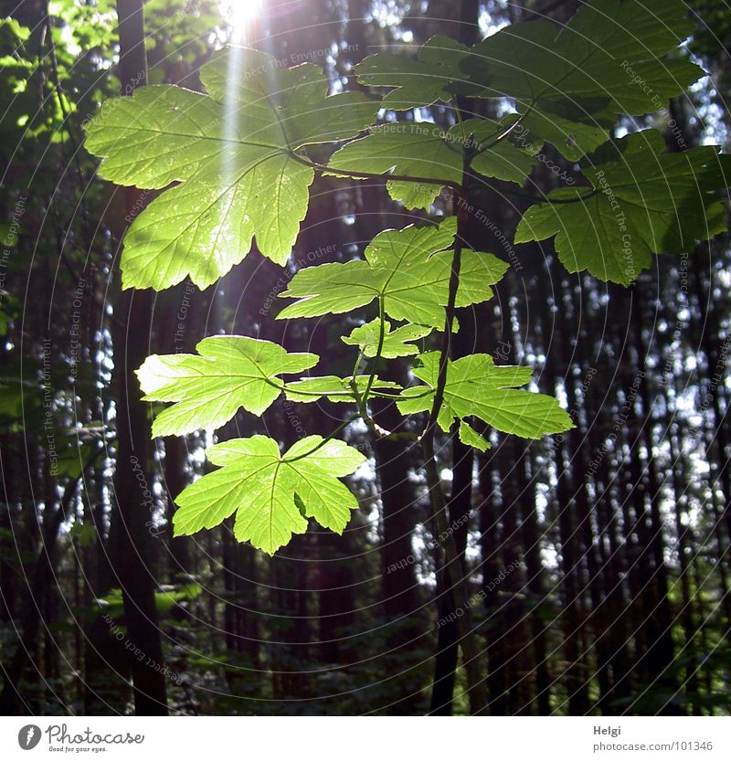 Branch with fresh bright leaves in sunlight Leaf Forest Tree Maple tree Maple leaf Sunbeam Light Back-light Green Yellow Brown Tree trunk Summer Forest walk Joy