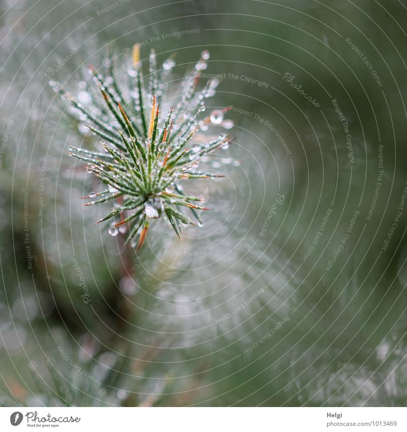 Watermark drop by drop... Environment Nature Plant Drops of water Summer Tree Agricultural crop Spruce Fir tree Twig Fir needle Forest Glittering Growth