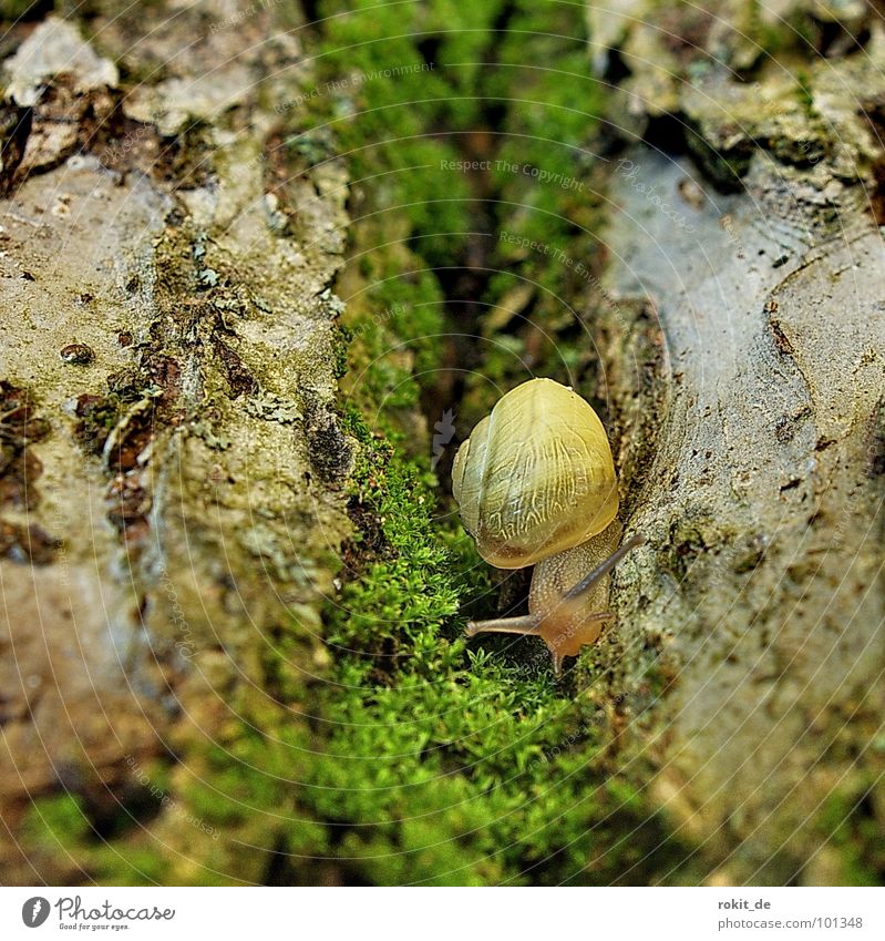 through this hollow alley she must come. Crawl Slimy Snail shell Slowly Tree trunk Feeler Gain favor Green Nuisance Apple tree Yellow Alley Furrow Hollow