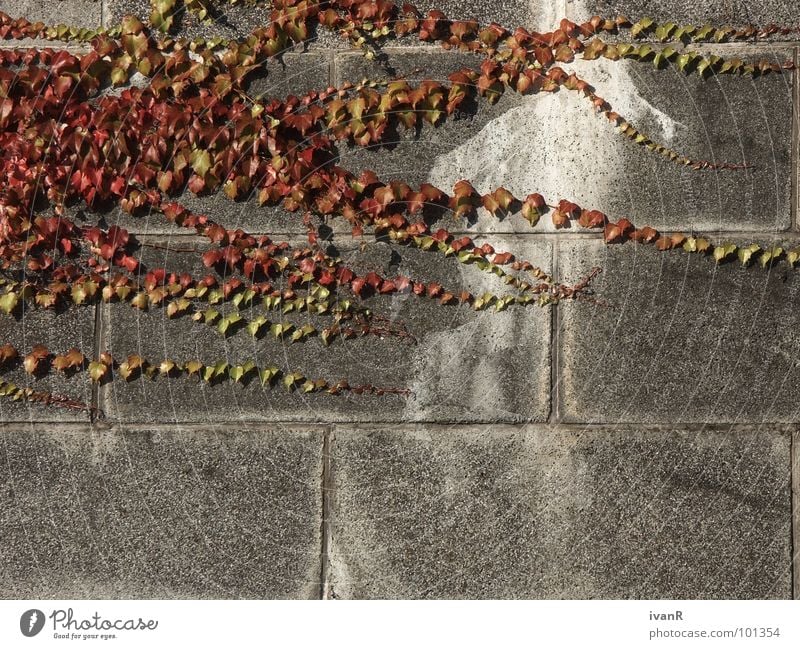 propagation Wall (building) Bremen Concrete Plant Converse Exterior shot Gray Red Derelict Stone Nature