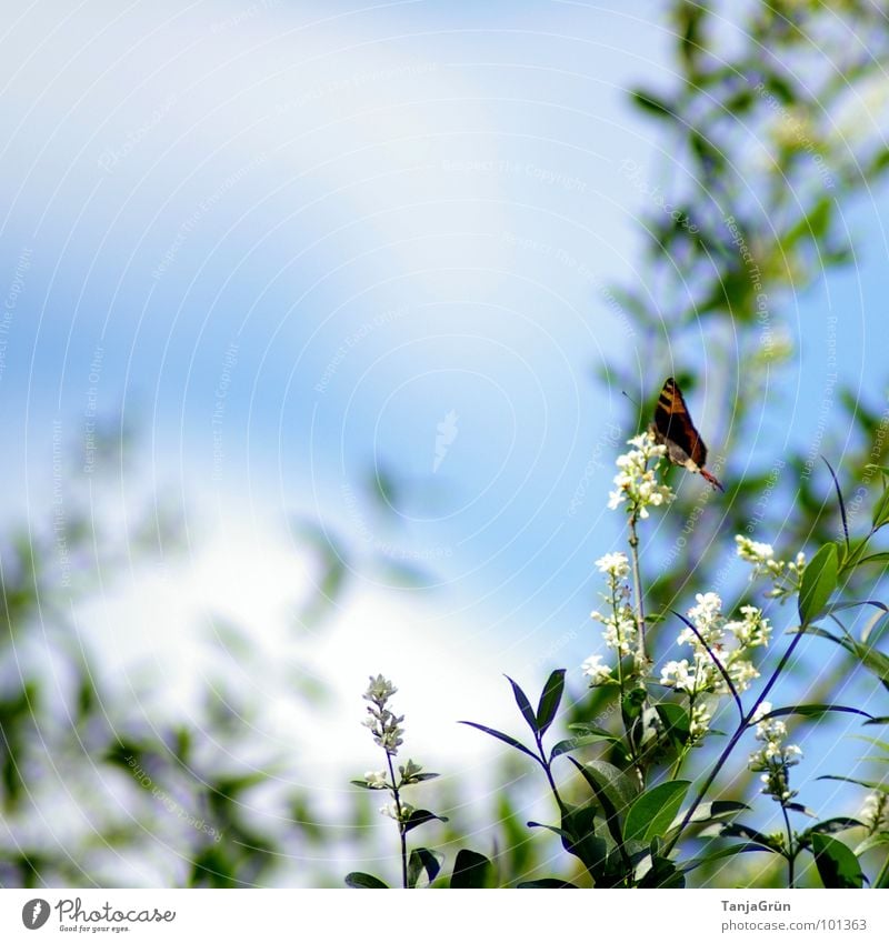 Hold on.... Bushes Butterfly Blossom Background picture White Clouds Peacock butterfly Summer Sun Nutrition Suck Sprinkle Blue Sky heaven leaf Wind Movement