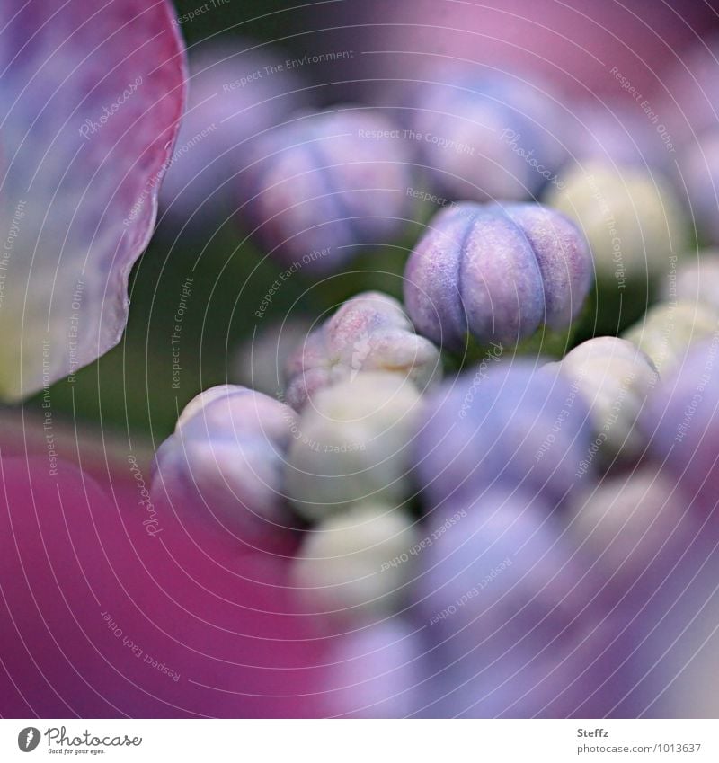 Hydrangea in July flowering hydrangea Hydrangea blossom Plantlet Bud summer flower blooming summer flower Summerflower flowering flower on the brink Ready start