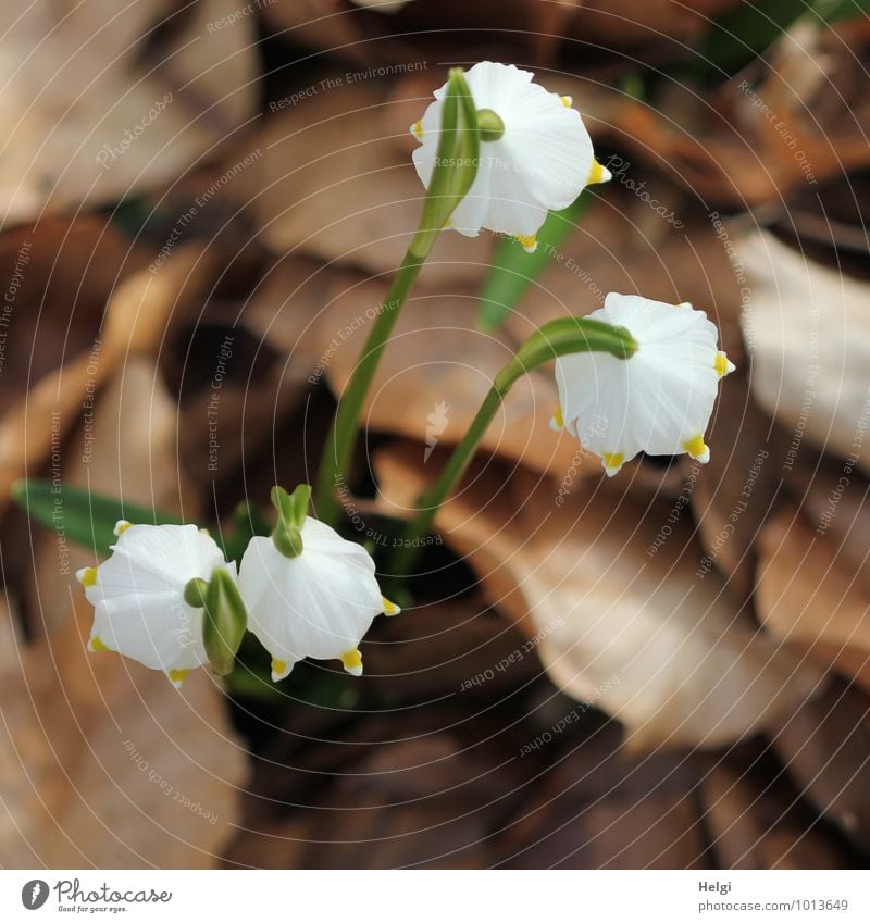 From above down... Environment Nature Landscape Plant Spring Flower Leaf Blossom Wild plant Spring snowflake Spring flower Spring flowering plant Forest